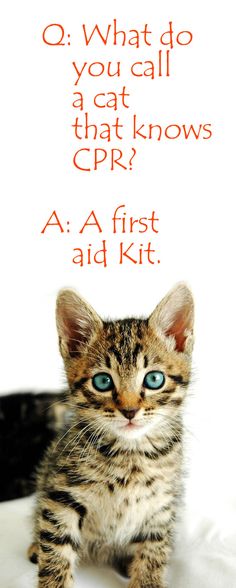 first-aid-kitty