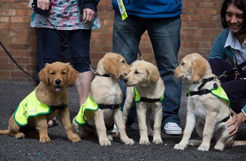 guide dogs
