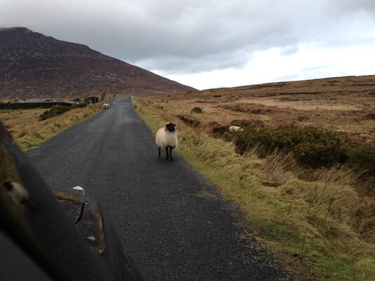 sheep on Achill 2013