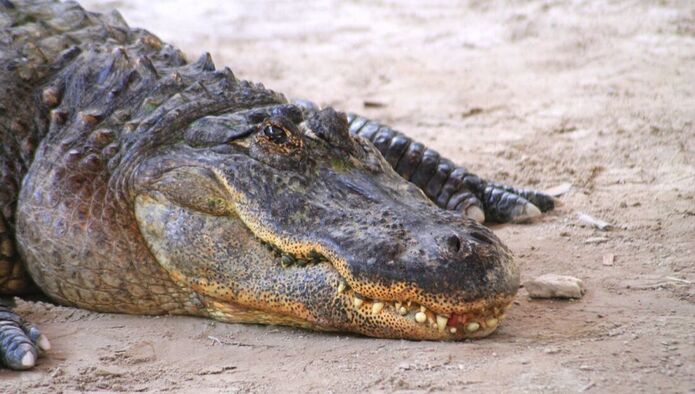 alligator-everglades