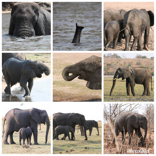 elephants chobe 2015