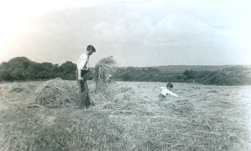 haymaking
