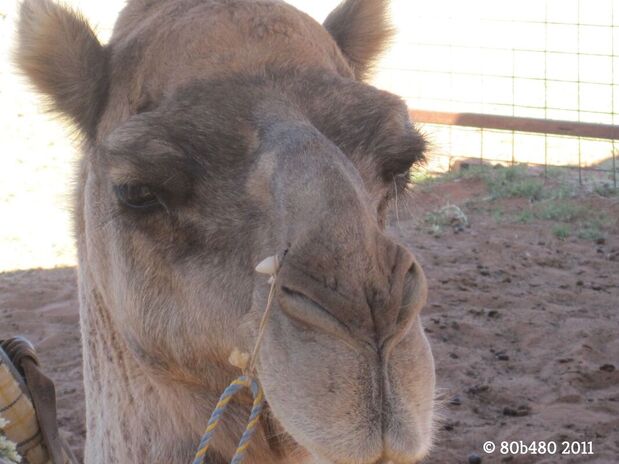 bucket-list-blog-camel-rides-australia
