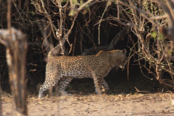 leopard chobe 2015