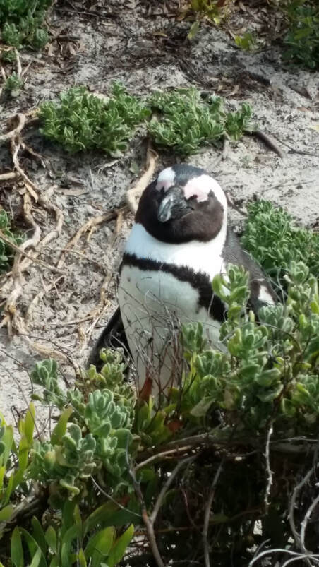 penguin boulder beach 2015