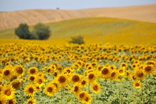 tuscany-sunflowers