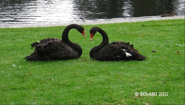 black-swans-melbourne-80b480-bucket-list