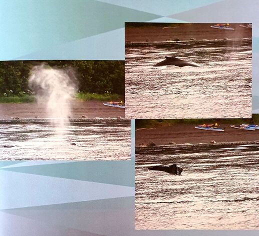 whales-2013-80b480
