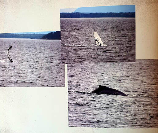 whales-80b480